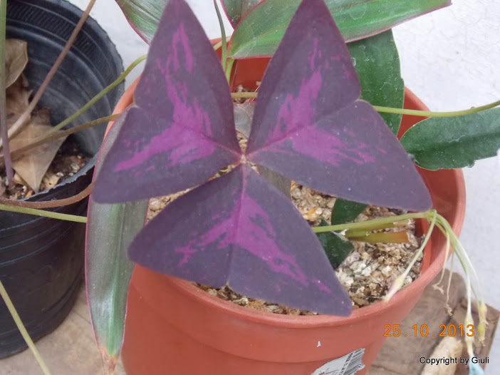 DSCN1142.JPG