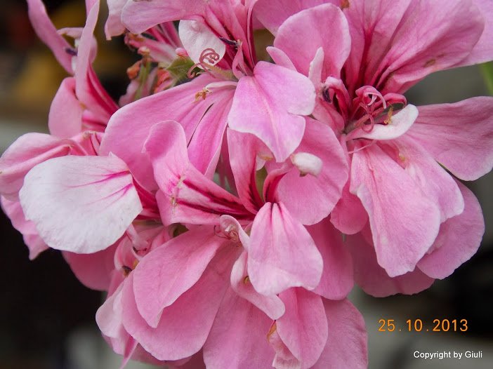 DSCN1144.JPG