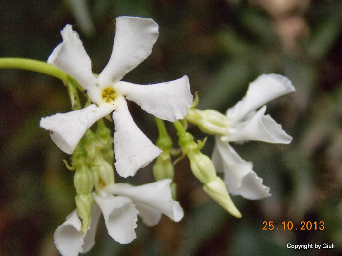 DSCN1147.JPG