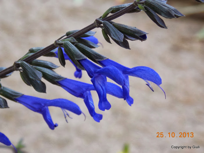 DSCN1155.JPG