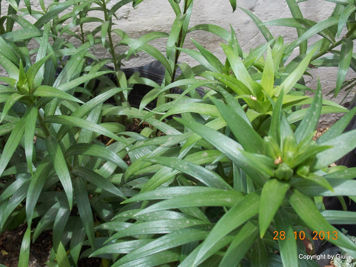 DSCN1170.JPG