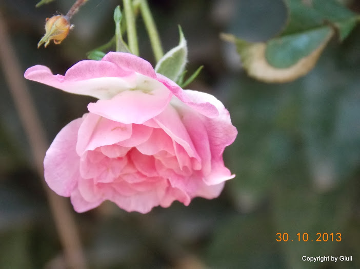 DSCN1177.JPG