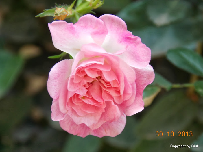 DSCN1179.JPG