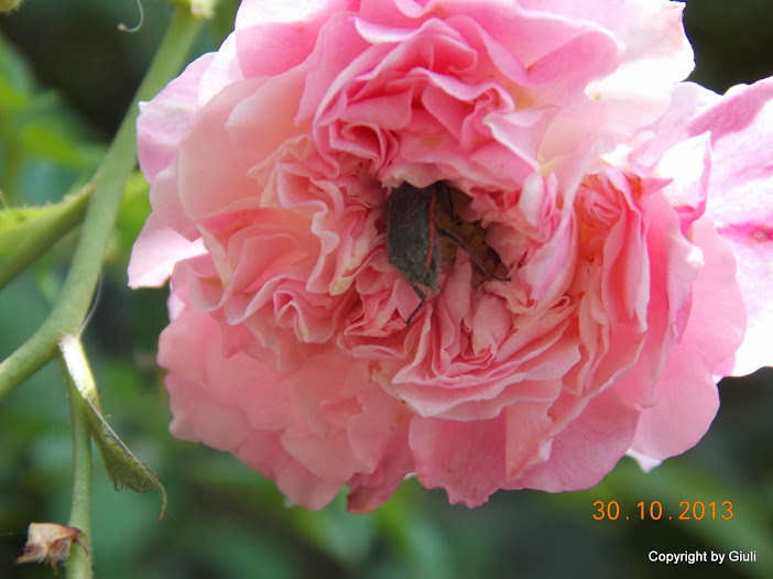 DSCN1180.JPG
