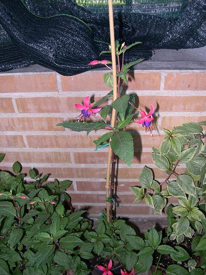 DSCN1186.JPG