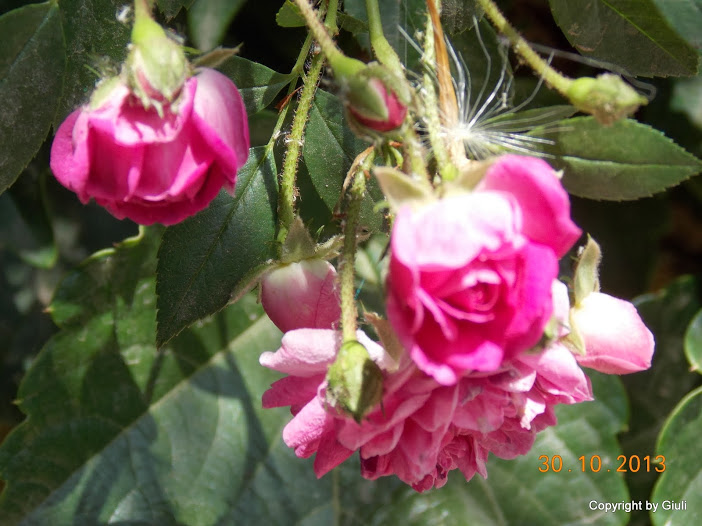 DSCN1186.JPG