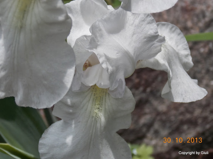 DSCN1195.JPG