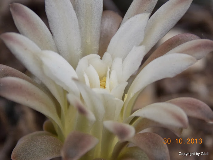 DSCN1202.JPG
