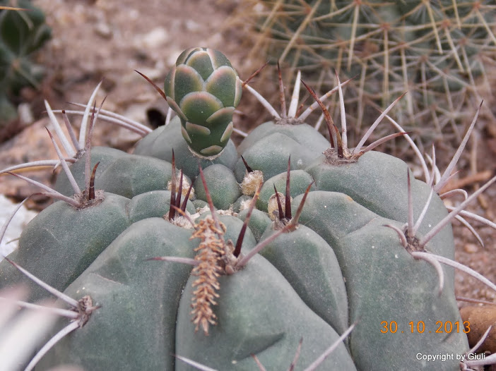 DSCN1204.JPG