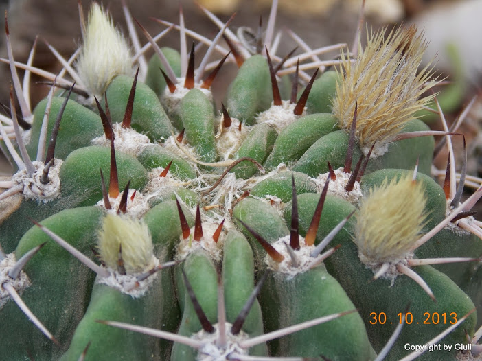 DSCN1205.JPG