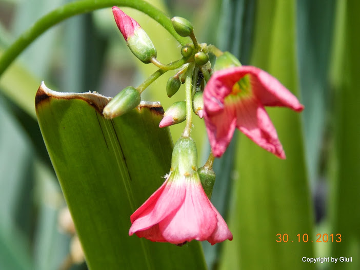 DSCN1216.JPG