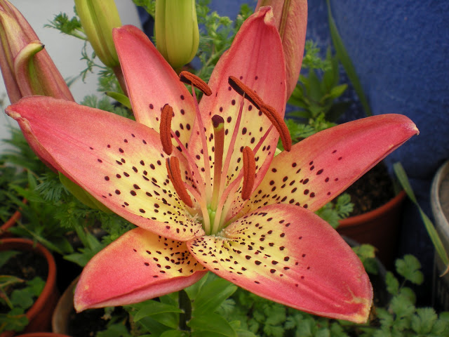 DSCN1230.JPG