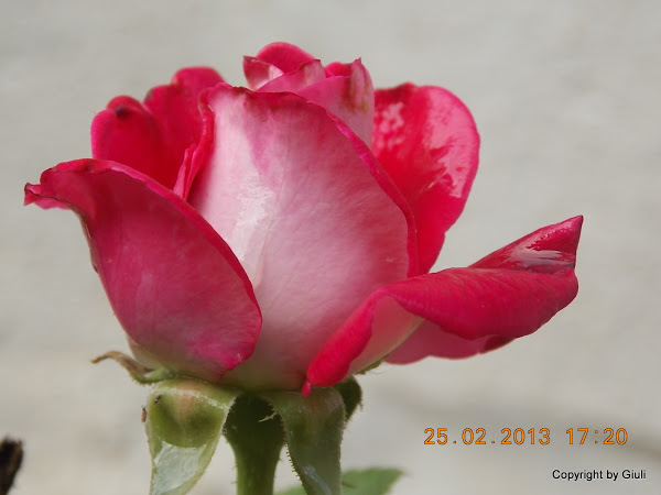 DSCN1232.JPG