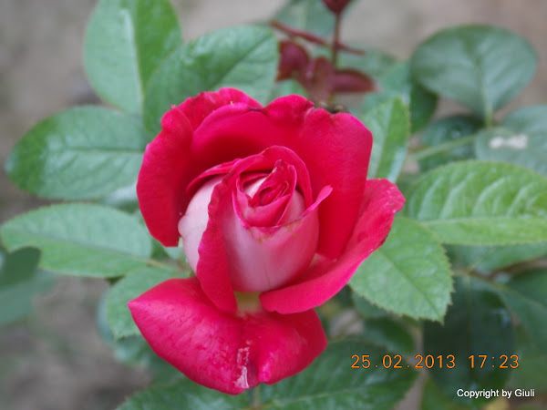 DSCN1236.JPG