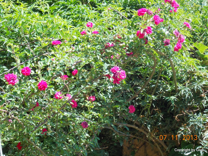 DSCN1244.JPG
