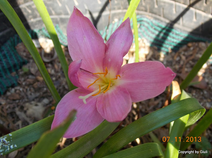 DSCN1247.JPG