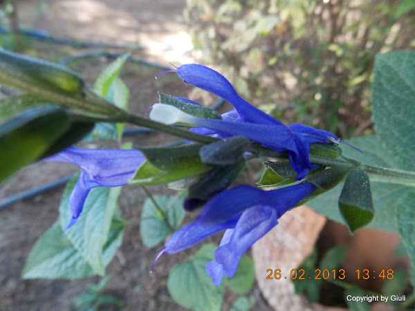 DSCN1250.JPG