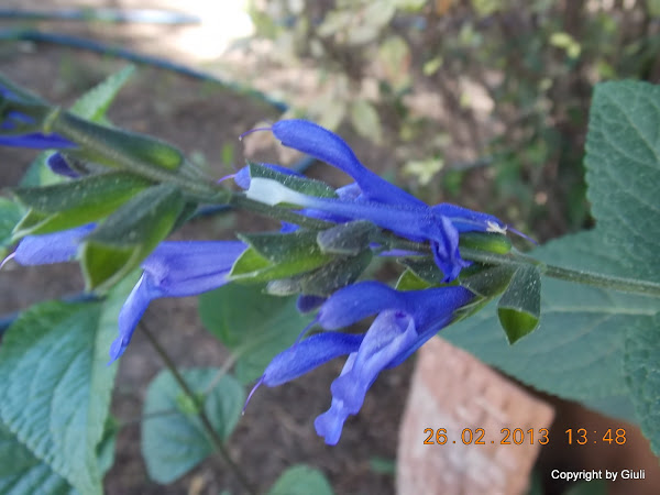 DSCN1251.JPG