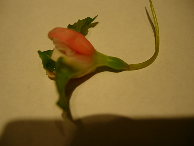 DSCN1260.JPG