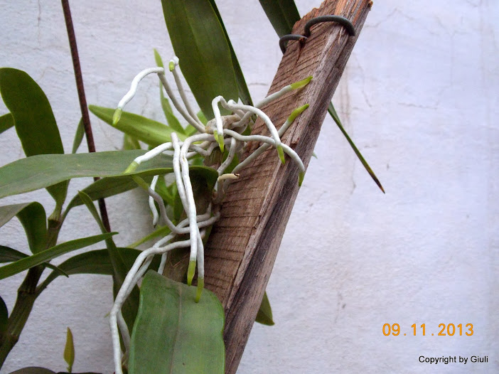 DSCN1263.JPG
