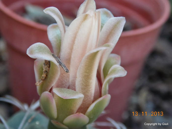 DSCN1272.JPG