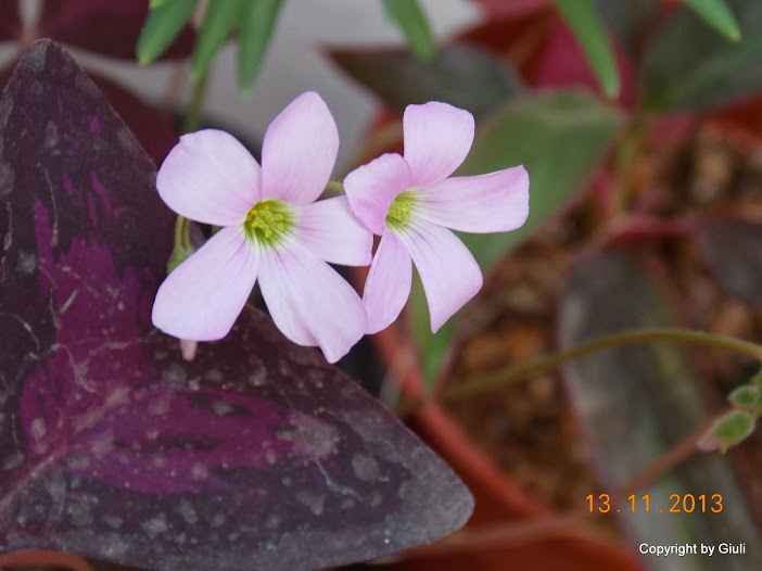 DSCN1285.JPG