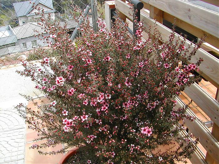 DSCN1305.jpg