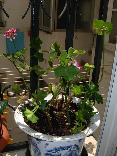 DSCN1322.jpg