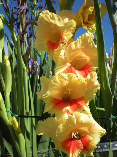DSCN1323.JPG