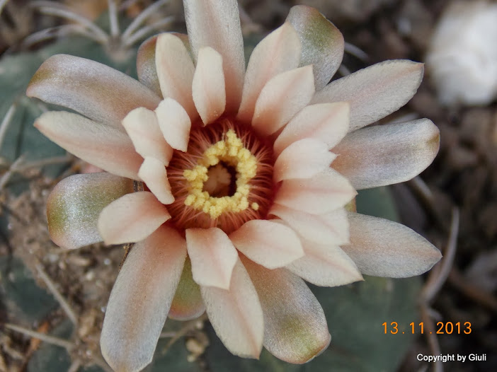 DSCN1325.JPG