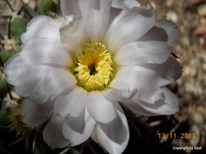 DSCN1326.JPG
