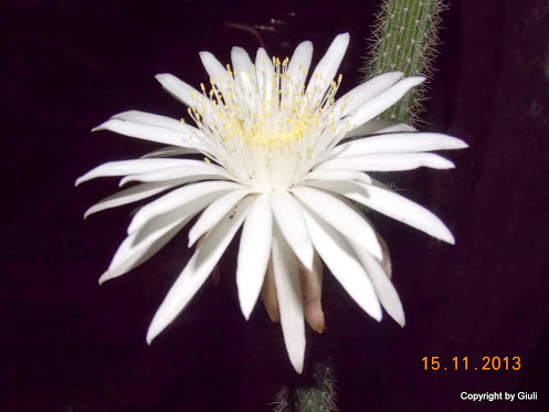 DSCN1346.JPG