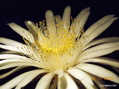 DSCN1348.JPG
