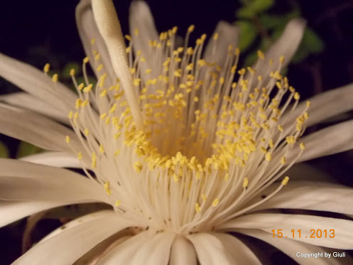 DSCN1358.JPG