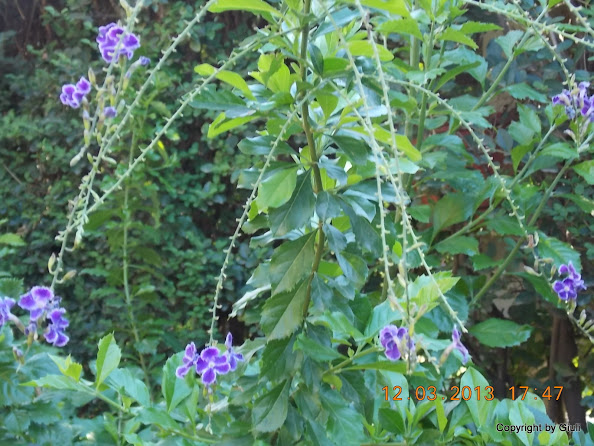 DSCN1375.JPG