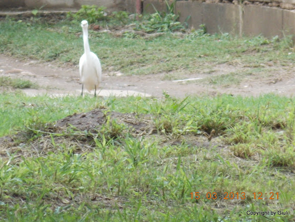 DSCN1385.JPG