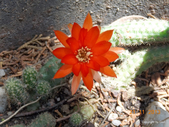 DSCN1404.JPG