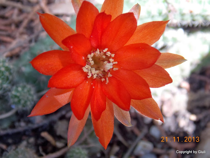 DSCN1406.JPG