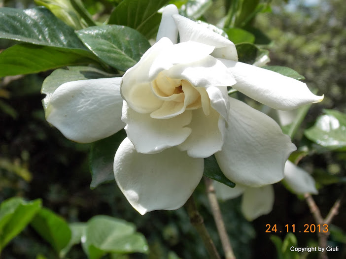 DSCN1411.JPG