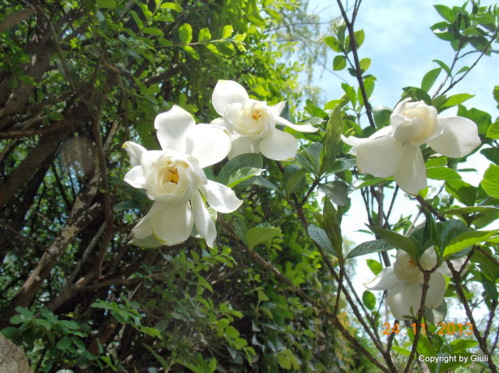 DSCN1412.JPG
