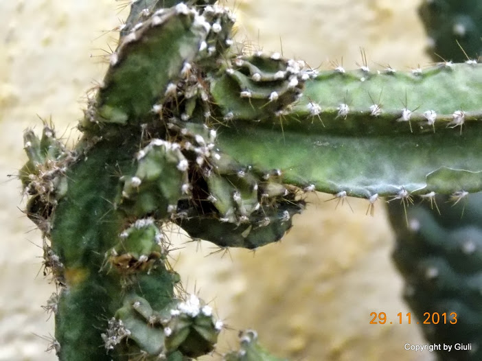 DSCN1434.JPG