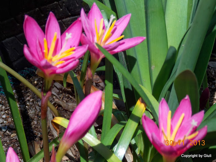 DSCN1437.JPG