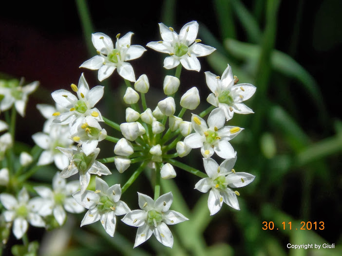 DSCN1446.JPG