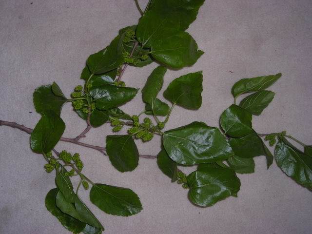 DSCN1470.jpg