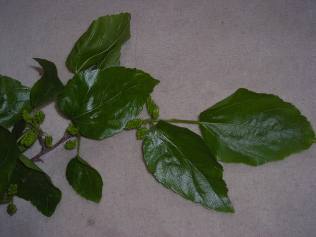DSCN1471.jpg