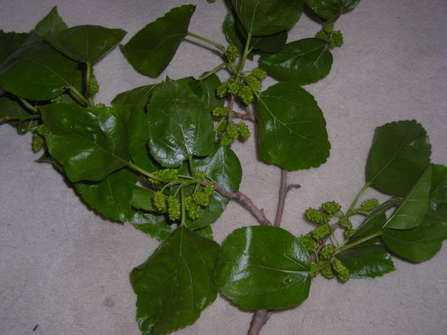 DSCN1472.jpg