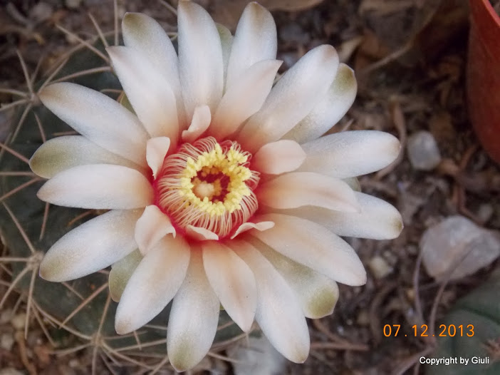 DSCN1486.JPG