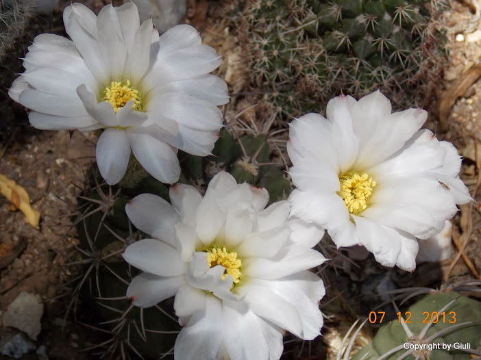 DSCN1487.JPG