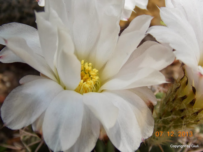 DSCN1488.JPG
