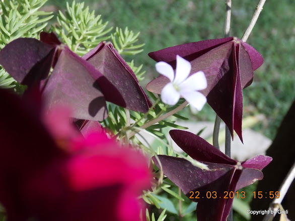 DSCN1496.JPG